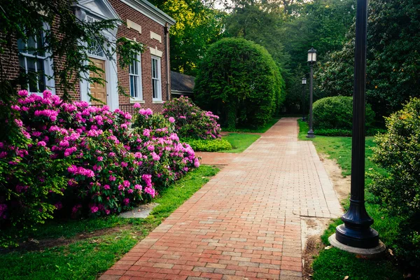 Azalea arbustos y un edificio a lo largo de un camino de ladrillo en John Hopkins — Foto de Stock