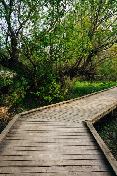 Boardwalk trail through the forest at Wildwood Park in Harrisbur — Stock Photo, Image