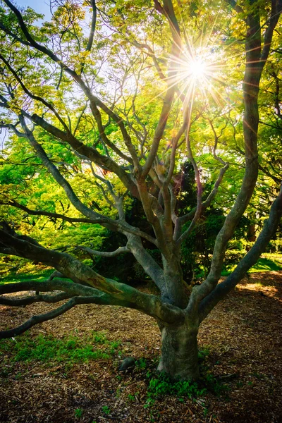 O sol brilhando através de uma árvore em Cylburn Arboretum, em Baltimor — Fotografia de Stock