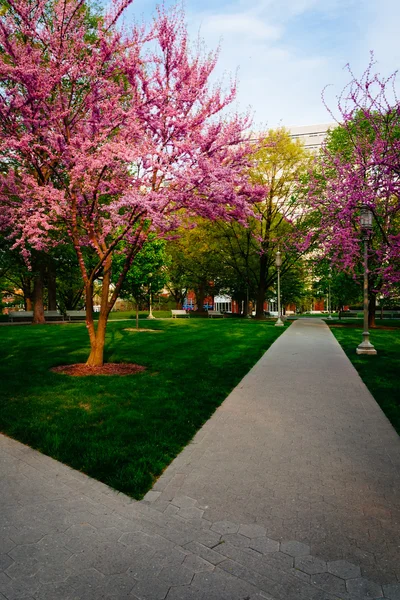 Redbud träd längs en bana på capitol i harrisburg, — Stockfoto