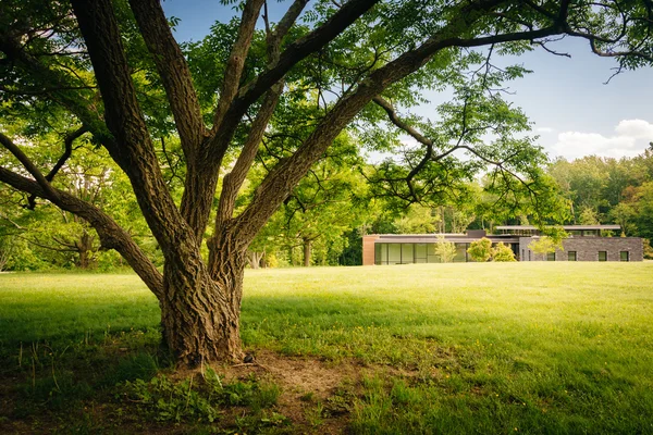 Ağaç ve Cylburn Arboretum Baltimore ziyaretçi Merkezi'nde, — Stok fotoğraf