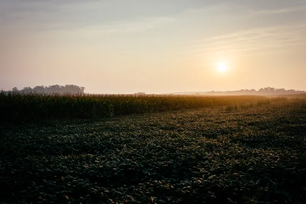 Salida del sol sobre campos agrícolas en el condado rural de York, Pensilvania . — Foto de Stock