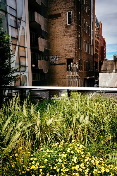 Trávy a budování podél The High Line, Manhattan, New York. — Stock fotografie