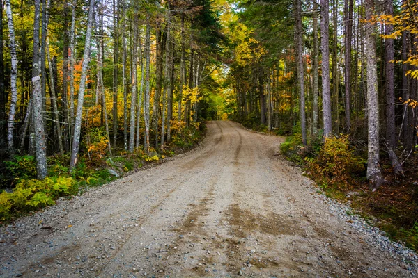 Color otoño a lo largo de un camino de tierra en el Bosque Nacional de White Mountain — Foto de Stock