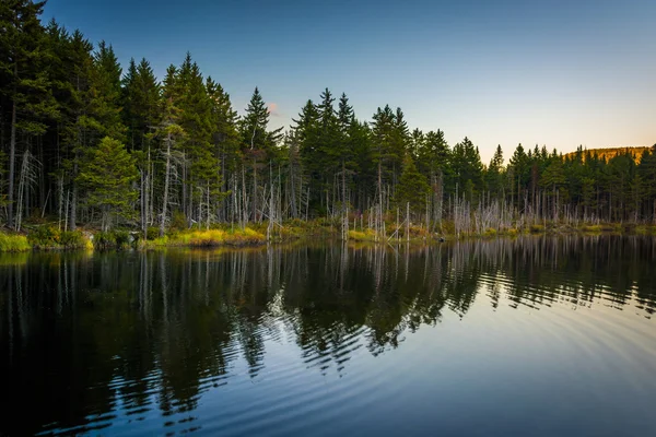 Kiefern, die sich in einem Teich in weißen Bergwäldern spiegeln — Stockfoto