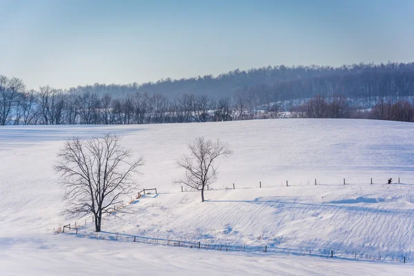 Vista de árvores e cercas em um campo de fazenda coberto de neve na zona rural Y — Fotografia de Stock