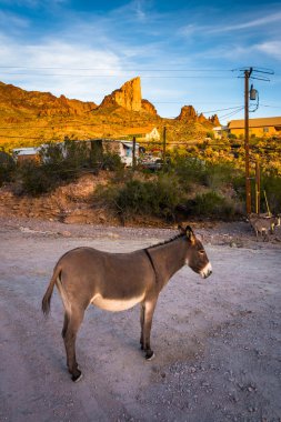 Oatman, Arizona'da bir eşek.