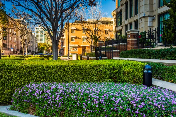 Flores, arbustos y edificios en San Diego, California . — Foto de Stock