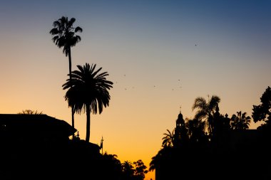 Gün batımında, palmiye ağaçları Balboa Park, San Diego, California.