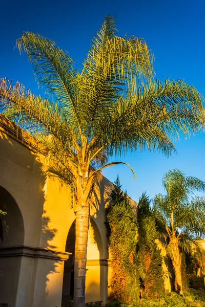 Пальмовое дерево и здание в парке Бальбоа в Сан-Диего, Калифорния . — стоковое фото