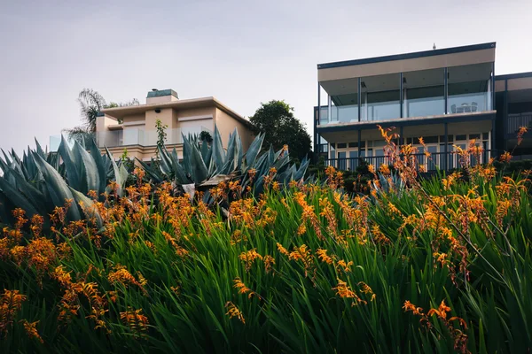 Güzel turuncu çiçekler ve evleri, La Jolla, Kaliforniya. — Stok fotoğraf