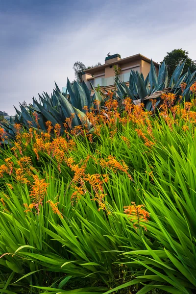 Оранжевые цветы и дом в Ла-Холла, Калифорния . — стоковое фото