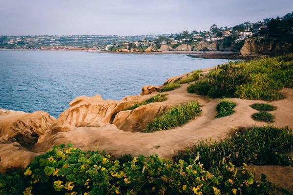 Grasses on a cliff and view of the Pacific Ocean, in La Jolla, C — Stock Photo, Image
