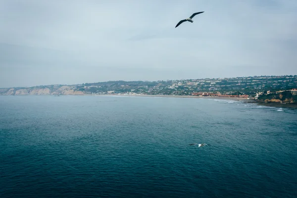 Gaivotas e vista para o Oceano Pacífico em La Jolla, Califórnia . — Fotografia de Stock