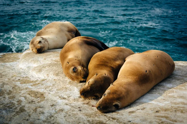 Leões marinhos em falésias com vista para o Oceano Pacífico, em La Jolla , — Fotografia de Stock