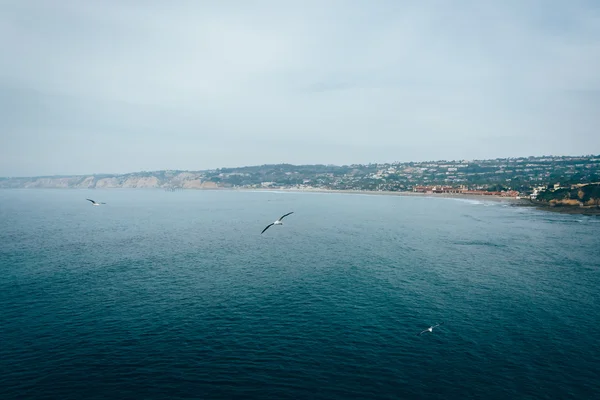 Mouettes et vue sur l'océan Pacifique à La Jolla, Californie . — Photo