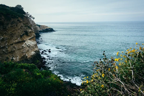 Girasoli e vista sulle scogliere lungo l'Oceano Pacifico, a La Jol — Foto Stock