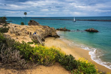 Sarı çiçek ve bir Beach Corona del Mar, California içinde görünüm
