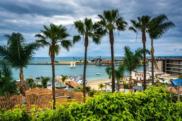 Palm trees and view of the Pacific Ocean in Corona del Mar, Cali — Stock Photo, Image