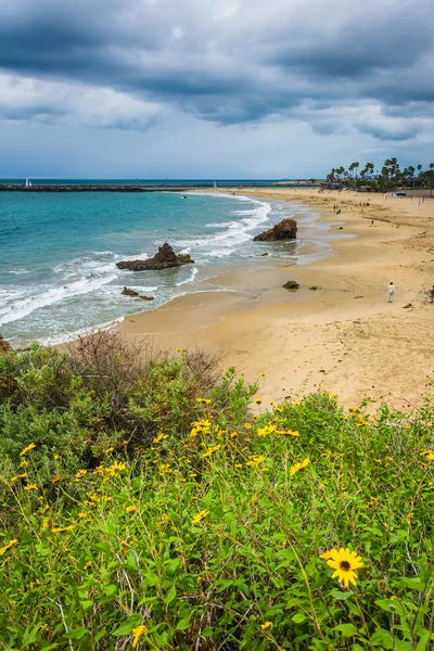 Flores amarillas y vista del Océano Pacífico desde Inspiración Po — Foto de Stock