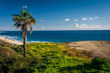 San Clemente, Cal Pasifik Okyanusu'nda bir uçurumdan üzerinde palmiye ağacı
