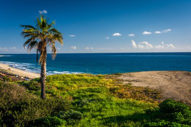 Palm tree on a cliff over the Pacific Ocean in San Clemente, Cal clipart