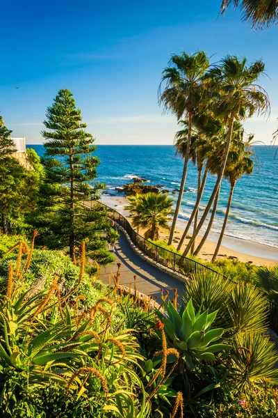 Flowers and view of the Pacific Ocean at Heisler Park, in Laguna — Stock Photo, Image