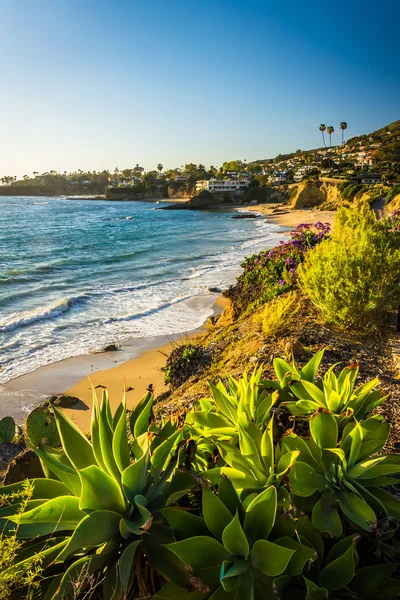 Fiori e vista sull'Oceano Pacifico, su una scogliera a Heisler Par — Foto Stock