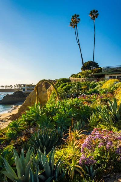 Trädgård på Heisler Park, i Laguna Beach, Kalifornien. — Stockfoto