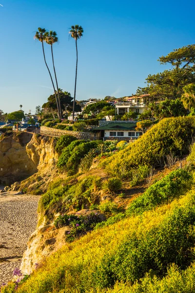 View of palm trees on a cliff at Heisler Park, in Laguna Beach, — Stock Photo, Image