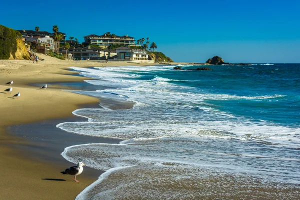 Waves and seagulls in the Pacific Ocean at Victoria Beach, in La — Stock Photo, Image