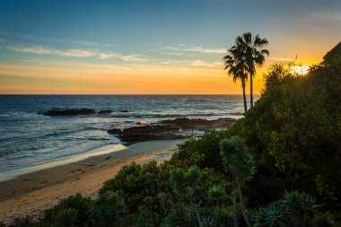 Palmiye ağaçları ve Pasifik Okyanusu Heisler Park, L