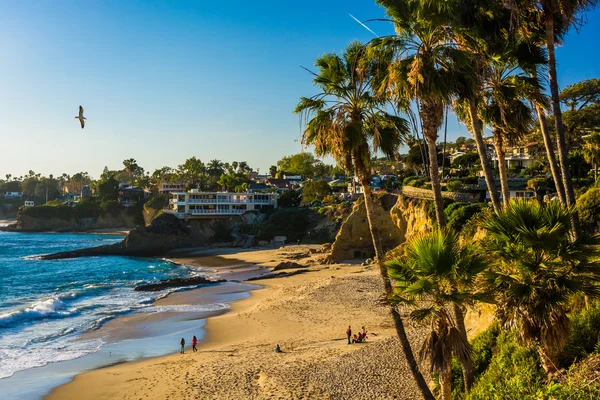 Palmetrær og utsikt over Stillehavet, ved Heisler Park, Lagun – stockfoto