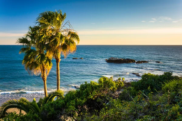 View of palm trees and the Pacific Ocean at Heisler Park, in Lag — Stock Photo, Image