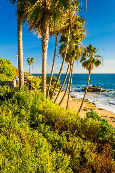 Palmy a výhled do Tichého oceánu na Heisler Park, se zpožděním — Stock fotografie