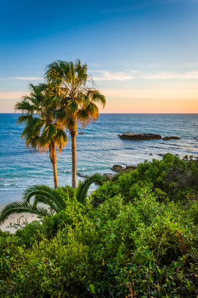 Palmiye ağaçları ve Pasifik Okyanusu Heisler Park, L — Stok fotoğraf