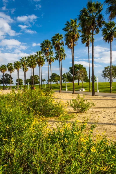 Flowers and palm trees at Shoreline Aquatic Park, in Long Beach, — Stock Photo, Image