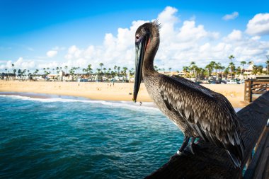 Pelikan Balboa iskelede, Newport Beach, Kaliforniya.
