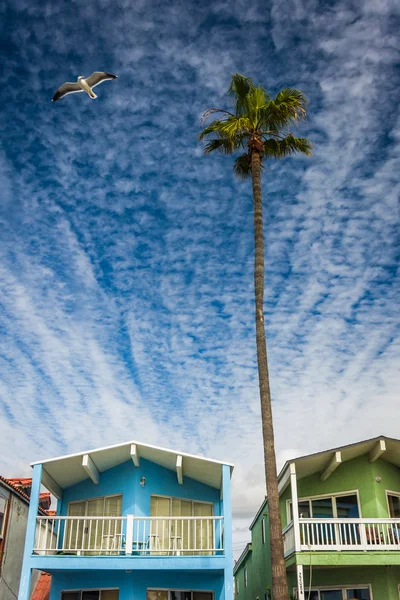 Пальмовое дерево и парадные дома в Ньюпорт-Бич, Калифорния . — стоковое фото