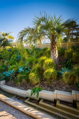 Palmiye ağacı ve Santa Monica, Californi Tongva Park bahçeler