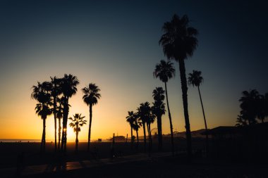 Palmiye ağaçları Santa Monica, Kaliforniya'da üzerinden günbatımı.