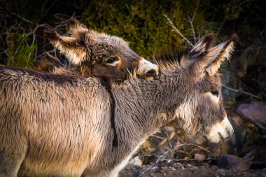 Oatman, Arizona eşekler.