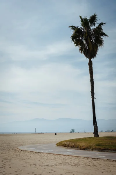 Palmeiras e ciclovias na praia, em Venice Beach, Los Angel — Fotografia de Stock