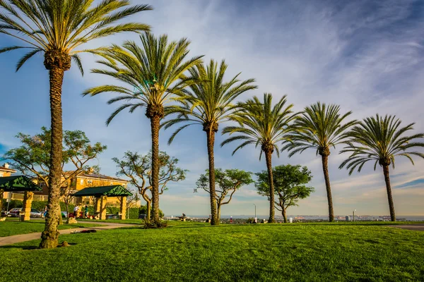 Palm trees at Hilltop Park, in Signal Hill, Long Beach, Californ — Stock Photo, Image