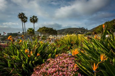 Laguna Beach, California şehir merkezinde güzel bahçeleri.