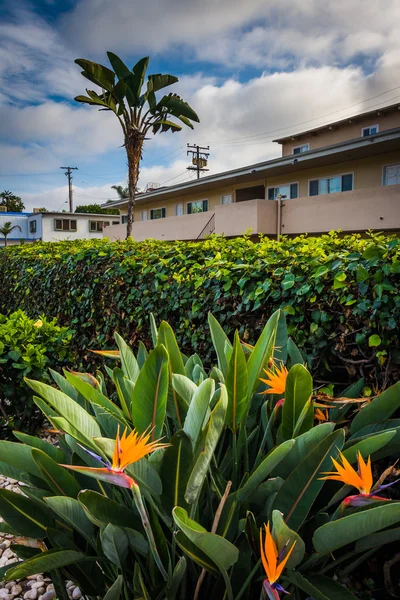 Цветы и отель в Лагуна-Бич, Калифорния . — стоковое фото