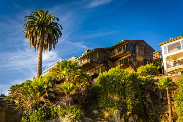 Palmeira e casas em falésias acima Table Rock Beach, em Laguna — Fotografia de Stock