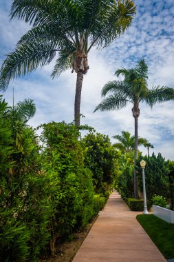 Newport Beach, Califo Lido Isle of geçit boyunca palmiye ağaçları