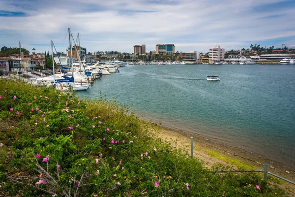 Flores e vista do porto, visto de Lido Isle, em Newport — Fotografia de Stock