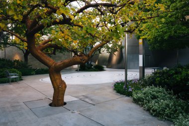 Los Angeles, California şehir merkezindeki bir parkta ağaç.